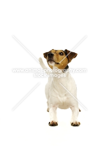 Jack Russell laid down isolated on a white background