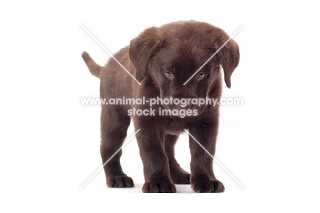 very young chocolate Labrador Retriever puppy