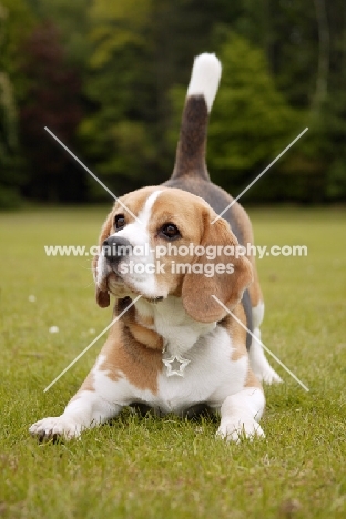 Beagle bowing