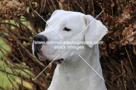 Dogo Argentino looking away