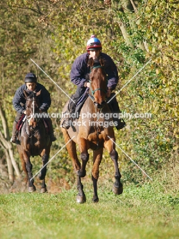 two thoroughbreds being ridden