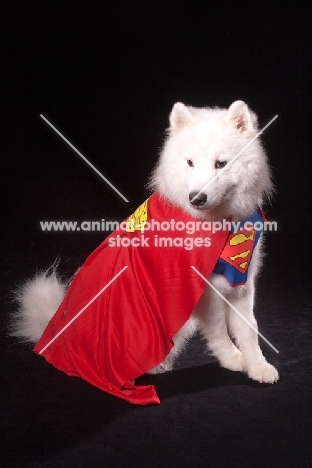 Samoyed superman