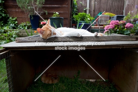 Cat sleeping on top of a hutch with Guinea Pig underneath