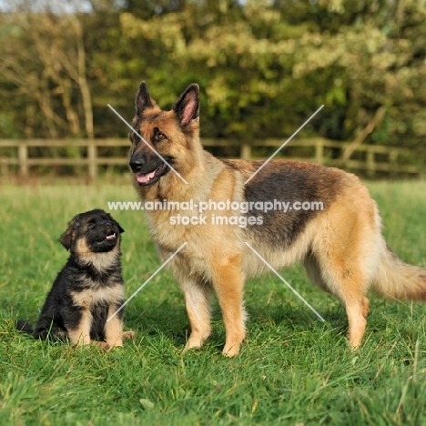 german shepherd dog with her puppy
