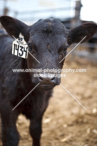 black Aberdeen Angus