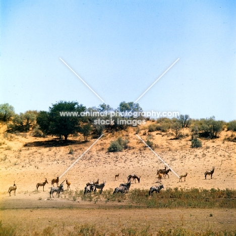 gemsbok and topi together in the kalahari desert