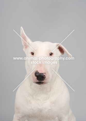 Bull terrier on grey studio background, one ear up