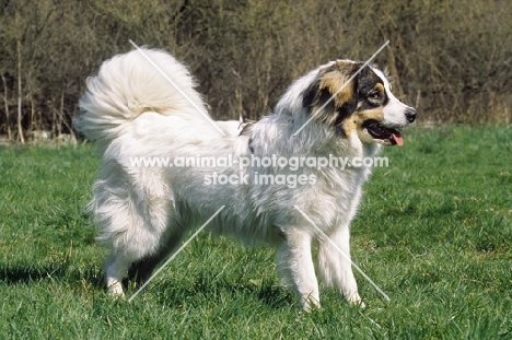 tornjak side view, croatian flock guarding breed