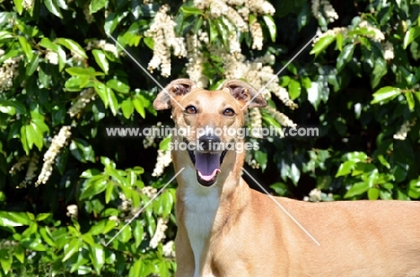 fawn Greyhound, all photographer's profit from this image go to greyhound charities and rescue organisations