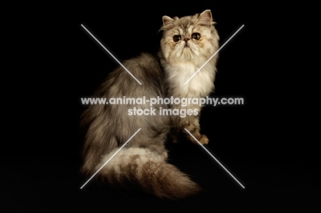 pewter persian cat on black background