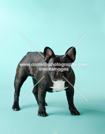 French Bulldog on blue background