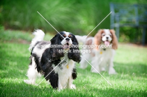 two cavalier king charles spaniels standing in grass