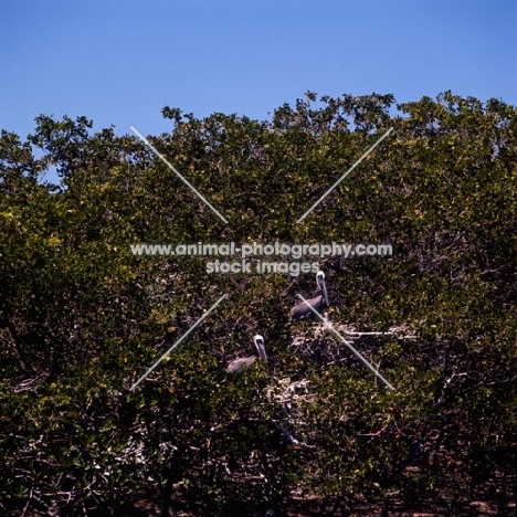 two brown pelicans on nests, punta espinosa, galapagos islands