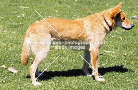 Dingo side view