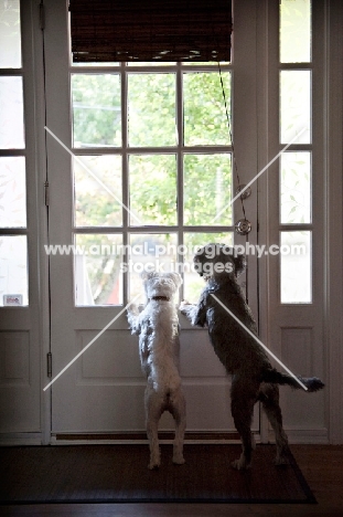 two terrier mixes looking out front door together
