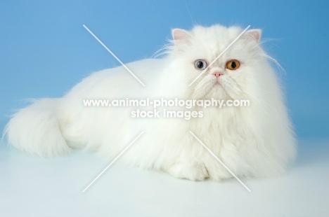 odd eyed white Persian, lying down