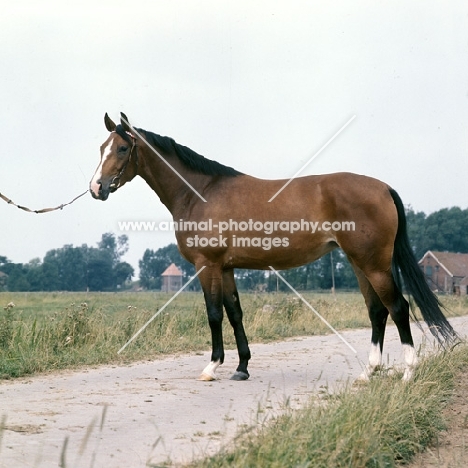 Hestra, East Friesian mare 