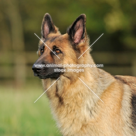 german shepherd dog alsation head and shoulders

