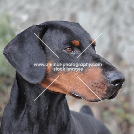 Champion Dobermann portrait