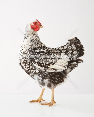 Silver Laced Wyandotte chicken