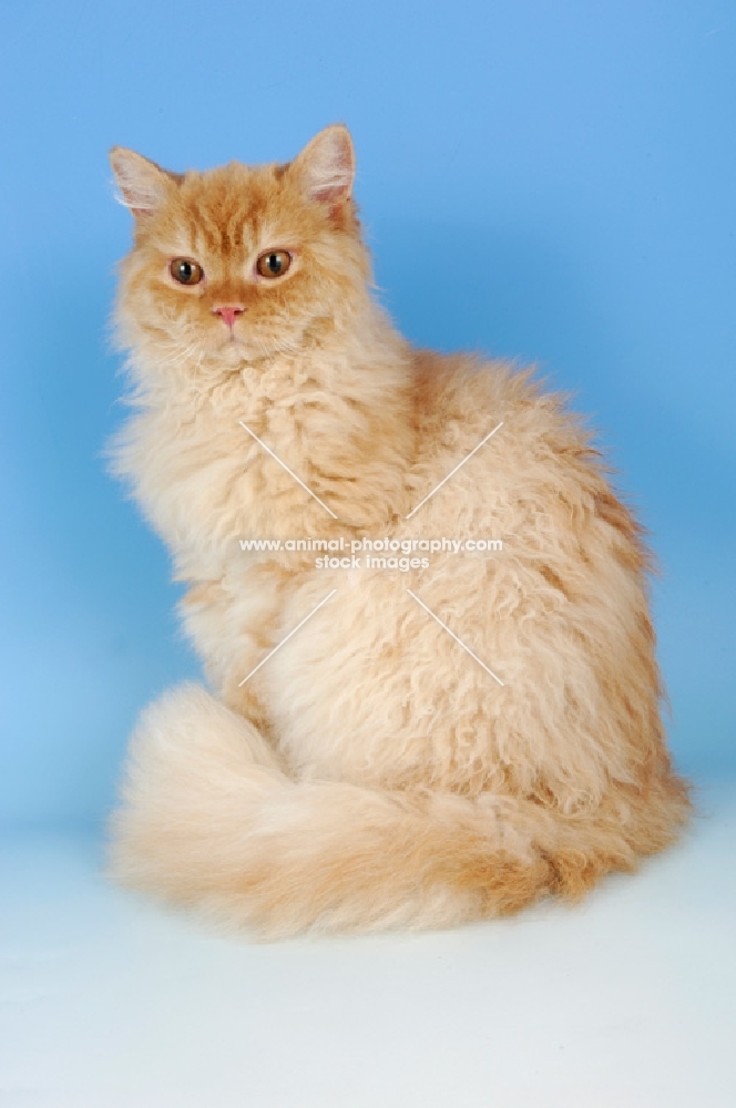 red smoke longhair selkirk rex looking down