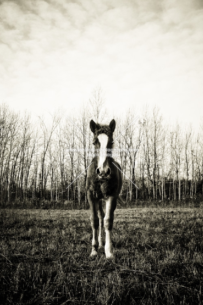 5 month old Belgian filly standing in front of tree line