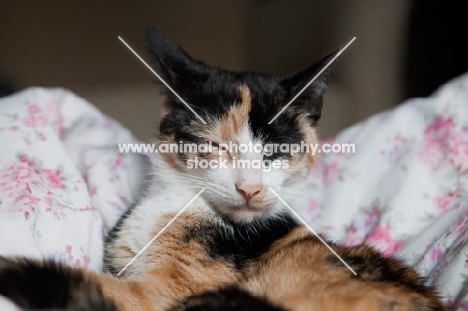 Grey cat sleeping on flowery patterned duvet