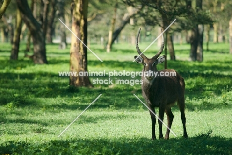 waterbuck in Kenya