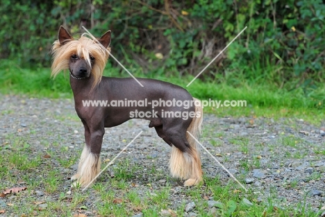 Chinese Crested Dog side view