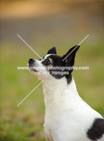 Side view of black and white Chihuahua. 