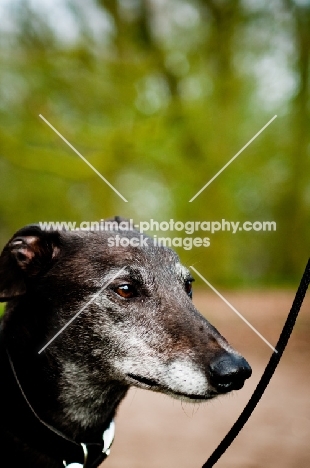 Greyhound on lead