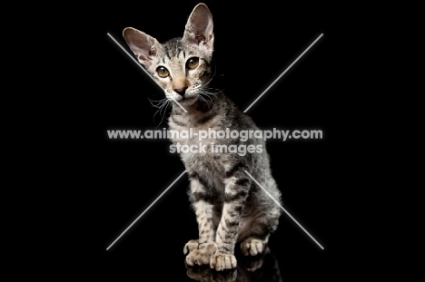 peterbald kitten looking mysterious