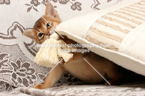ruddy Abyssinian kitten chewing a cushion