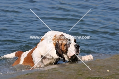 Saint Bernard climbing out of water