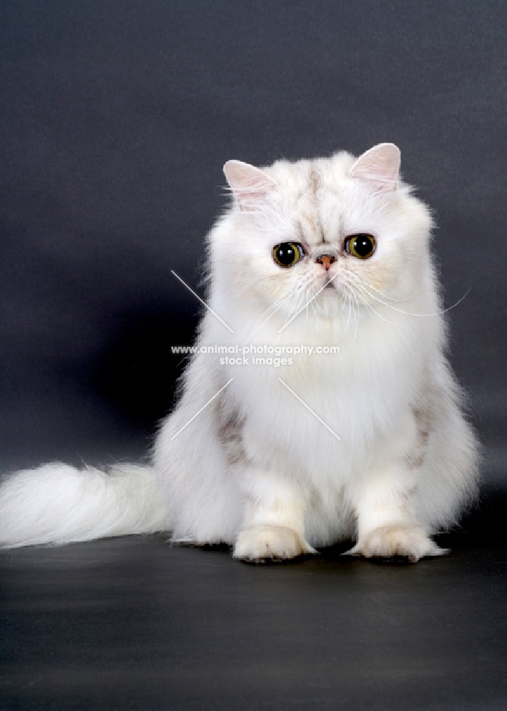 Shaded Silver Persian, sitting down