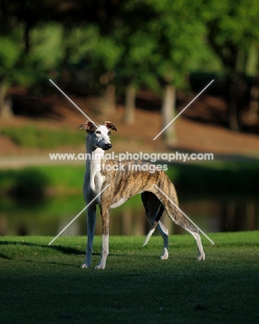 Whippet in park