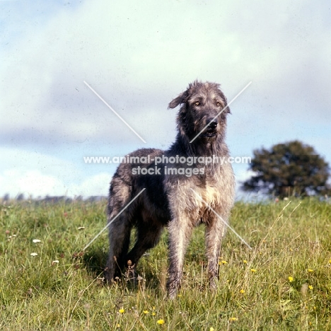 irish wolfhound in a field