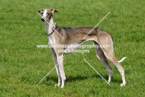 hortaya borzaya, south russian sighthound, side view