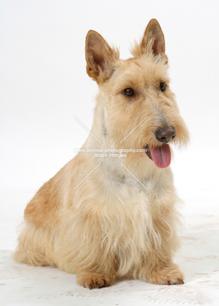 wheaten Scottish Terrier sitting down on white background