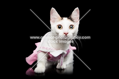 dressed up shorthaired Bambino cat on black background