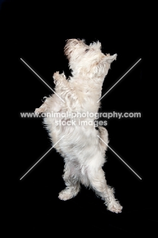 West Highland White Terrier standing up
