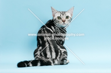 American Shorthair cat looking back, silver classic tabby