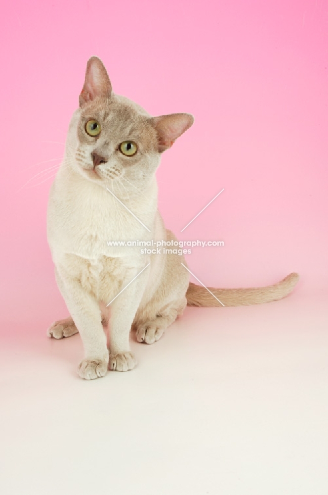 curious lilac burmese 