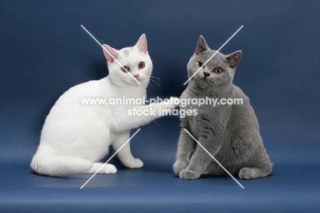 two British Shorthair, one white cat touching a blue cat