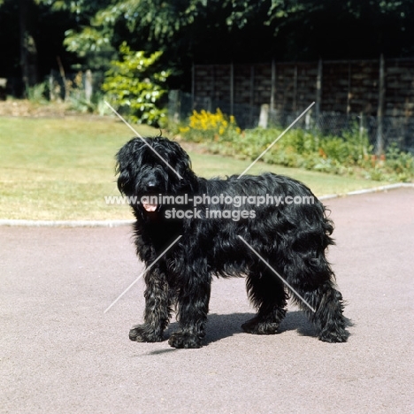 young briard standing in a garden