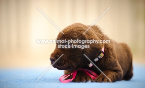 chocolate Labrador Retriever puppy