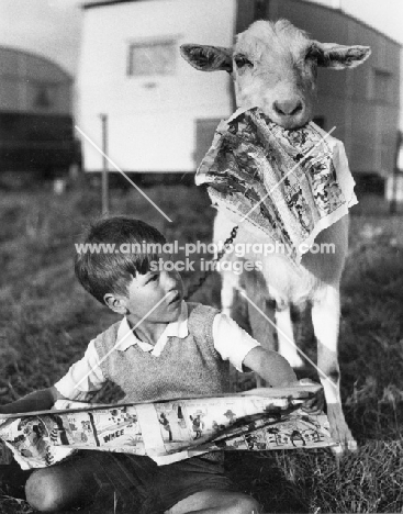 naughty goat eating newspaper of boy