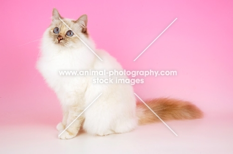 blue tortie Birman on pink background