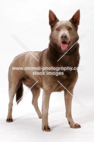 champion Australian Kelpie in studio, fawn colour