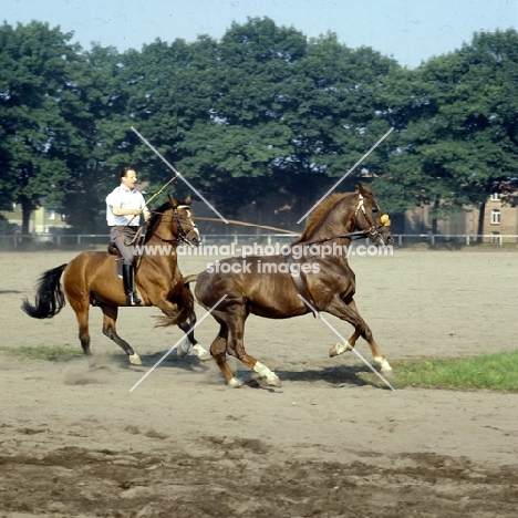 rider long reining a fiery hanoverian at celle - going better in next shot